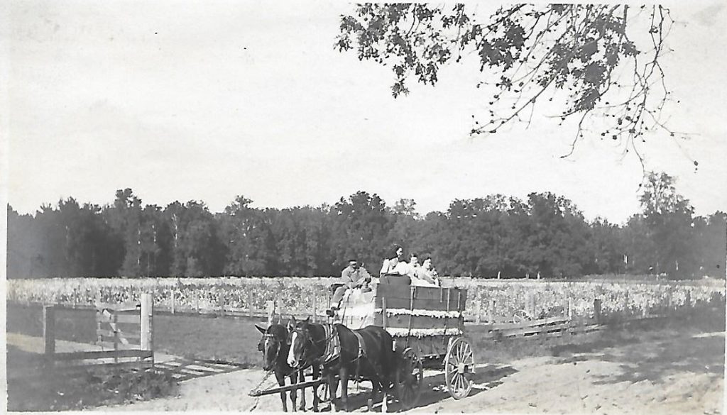 Another Cotton Fields near Gayoso Caruthersville Public Library